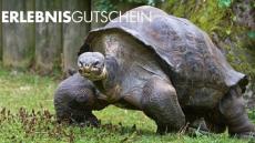Eine Riesenschildkröte im Zoo Zürich