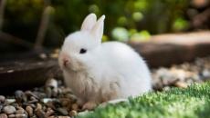 Un jeune lapin blanc assis sur des galets.