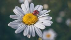 Marienkäfer auf einer Margeriten-Blüte