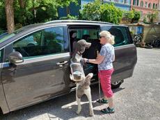 Sehbehinderte Frau steigt mit dem Fürhund in ein Auto ein